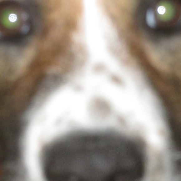 Meet your Posher, Bob - Picture 1 of 1